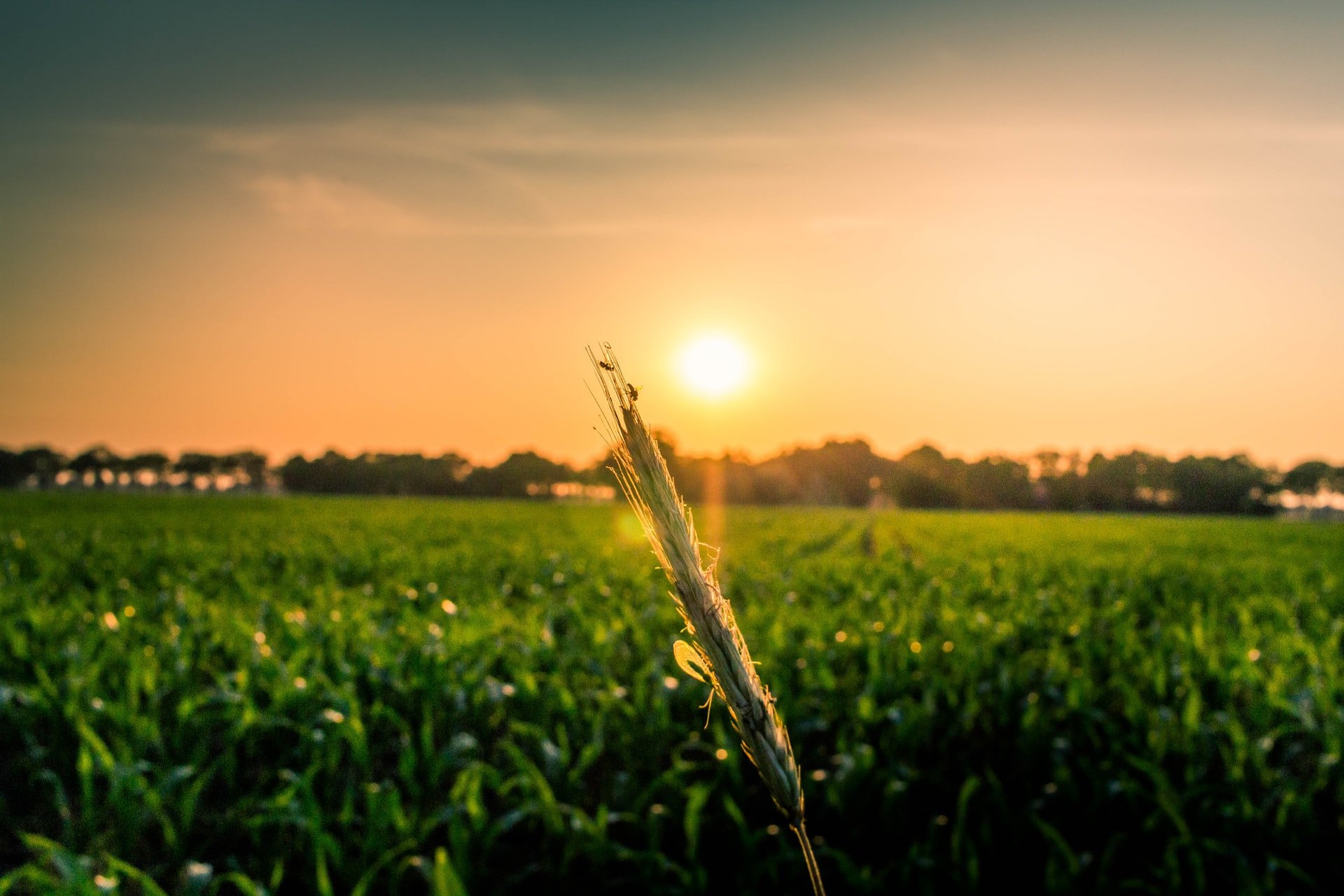 Tikslusis Ūkininkavimas – Didesnis Derlius